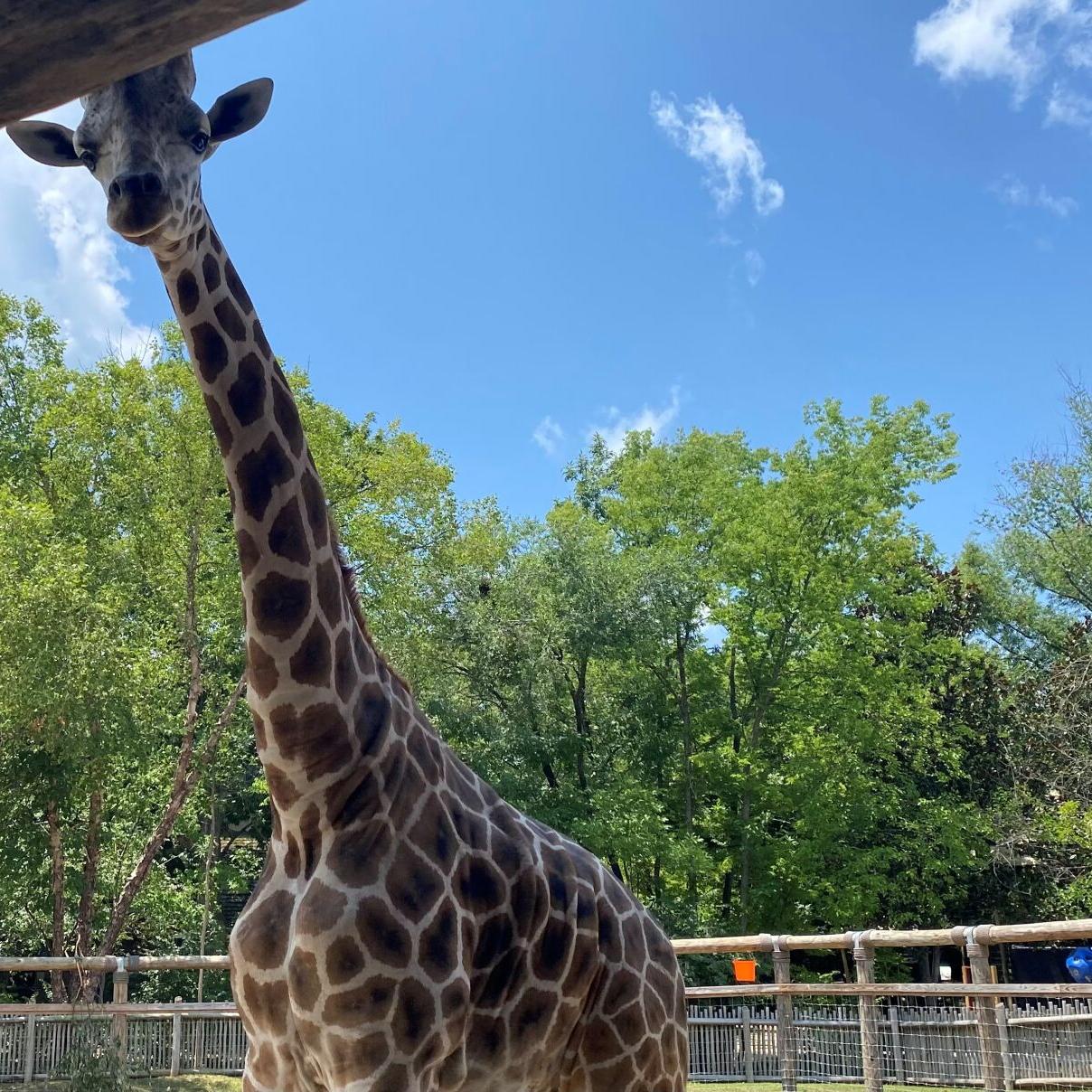 Chattanooga Zoo